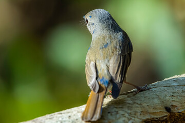 The Indochinese Blue Flycatcher on a branch in nature