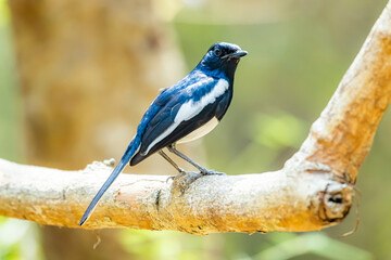 The Oriental magpie robin in nature