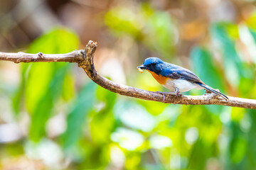 The Indochinese Blue Flycatcher on a branch in nature