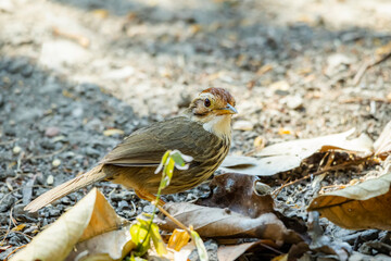 The Puff-throated Babbler on ground