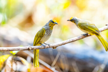 The Stripe-throated Bulbul on a branch in nature