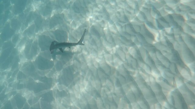 Sunlight reflects off the water as a shark swims effortly above sandy ocean floor. Marine research video