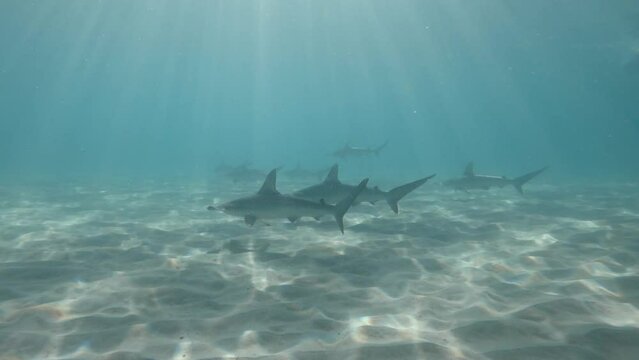 Sun rays penetrate the ocean surface as a school of Hammerhead sharks patrol the ocean floor. Marine research video