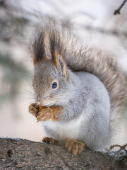 Fototapeta premium The squirrel with nut sits on tree in the winter or late autumn