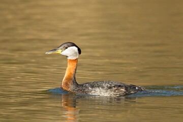 Red-necked grebe in the lake.