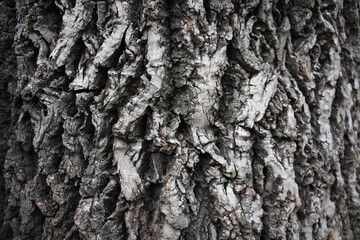 old tree bark detail pattern background image wood foreset