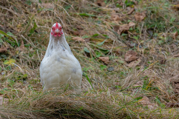  Ein weißes Huhn steht in der Wiese und schaut frontal in die Kamera.
