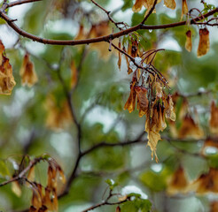 red leaves