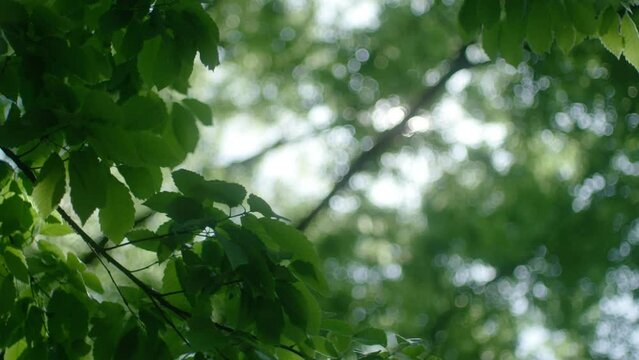 春・初夏・夏の晴天の森林　強い太陽の日差しの木漏れ日こぼれる光　風に揺れる新緑の葉　アウトドア・祝日・観光・旅行のイメージ