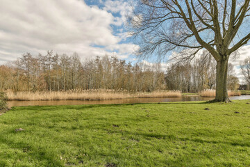 Obraz premium a large tree in the middle of a grassy field next to a body of water and trees with no leaves