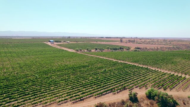 Aerial view dolly in trellis formation vineyards on a sunny day in the Limar&iacute; Valley, Chile.