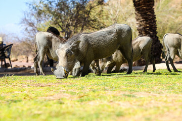 Warthog family grazing on resort grounds