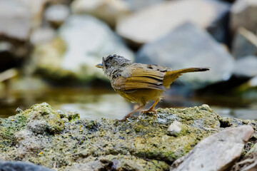 The  Puff-throated Babbler in nature