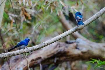 The Black-naped Monarch on a branch