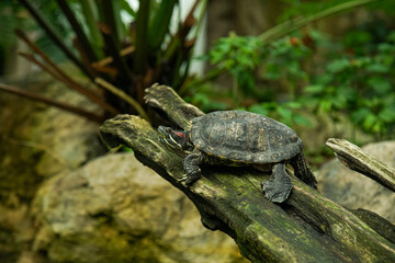 turtle on the ground