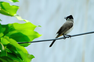 Obraz premium bird on the wire