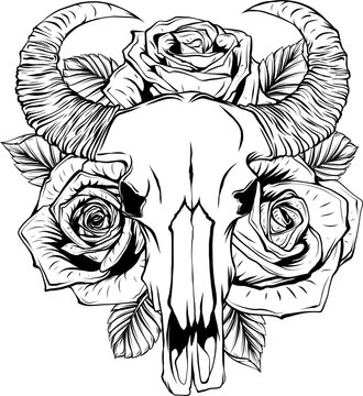 Cow or bull skull with roses. Outline vector illustration isolated on white background