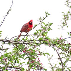 Cardinal on Berry Tree