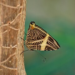 Yellow Stripe Butterfly