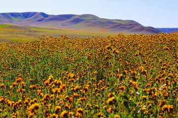 Wildflower meadow, super bloom season in sunny California. Colorful flowering meadow with blue, purple, and yellow flowers close-up