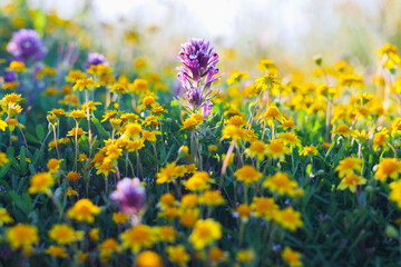 Fototapeta premium Purple Owl's clover. Wildflower meadow, super bloom season in sunny California. Colorful flowering meadow with blue, purple, and yellow flowers close-up