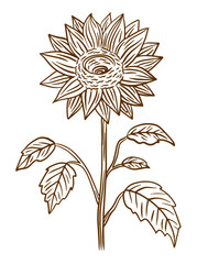 Sunflower doodle illustration in vector. Vintage doodle illustration. Hand drawn sunflower icon in vector