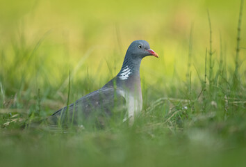 Wood Pigeon ( Columba palumbus ) close up