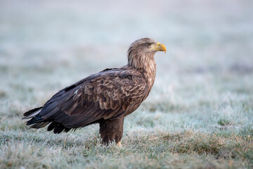 Fototapeta premium Sea eagle or white tailed eagle ( Haliaeetus albicilla)