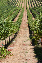 Fototapeta na wymiar Rows of grape vines in a vineyard