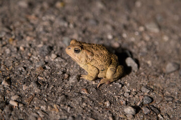 Western Toad sitting on the ground