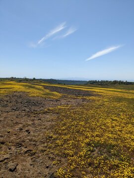 Table Top Mountain Super Bloom