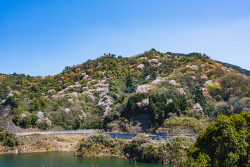 Fototapeta na wymiar ななせダムの山桜