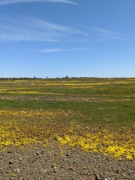 View of Super Bloom Oroville CA
