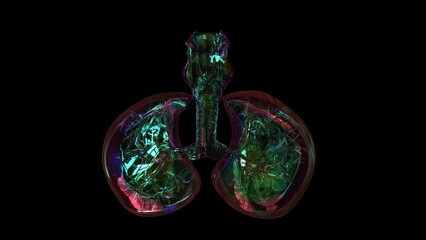 human lungs with trachea anatomy for medical concept 3D rendering