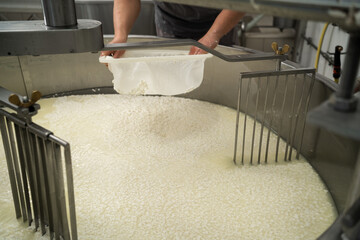 cheese production and storage of dairy. Cheese factory employee separation of curd from whey in a...