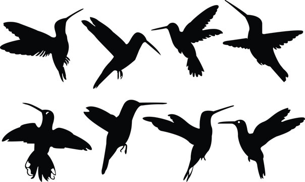 Set of hummingbirds. Hummingbird silhouettes. Hummingbird icons set