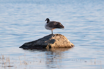 Canadian goose (Branta canadensis) stands on a rock in the water