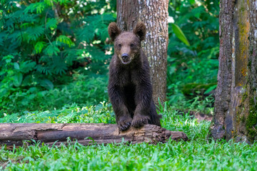Brown Bear playing in the forest