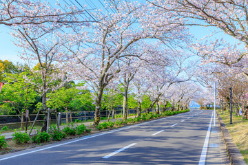 Fototapeta na wymiar 大村公園横の道路と桜並木　長崎県大村市　Road and row of cherry trees next to Omura Park. Nagasaki Pref, Oomura city.