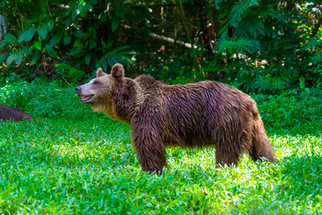 Brown Bear playing in the forest