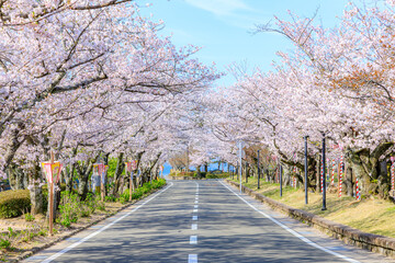 大村公園横の道路と桜並木　長崎県大村市　Road and row of cherry trees next to Omura Park. Nagasaki Pref, Oomura city. - obrazy, fototapety, plakaty