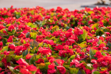 Obraz na płótnie Canvas Begonia semperflorens flowers. red Begonia in a flowerbed.selective focus.Ready for the farmer's harvest season. Floral background,city park