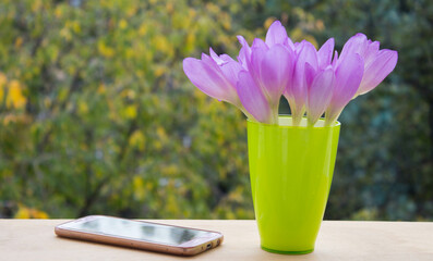 Crocus flowers bouquet in a glass vase with smartphone on the background of nature.