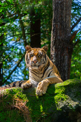 Bengal tiger (Panthera tigris tigris) resting in a park © Daniel Ferryanto