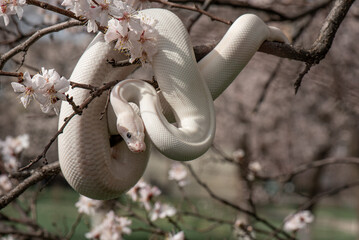 Beautiful white snake with blue eyes on a cherry blossom branch in the park. Ball python on a...