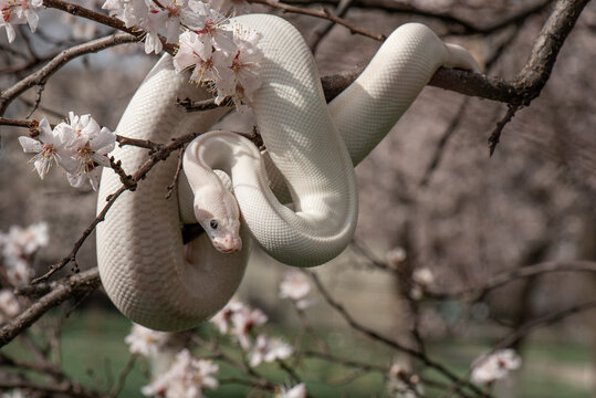 Beautiful white snake with blue eyes on a cherry blossom branch in the park. Ball python on a sakura tree. White python in the Spring Garden. Outdoor exotic pet portrait. Horizontal photo
