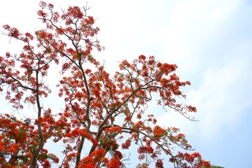 red flame tree flowers on blue sky background.