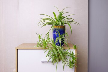 green chlorophytum comosum on blue ceramic pot on white wooden cabinet, white background