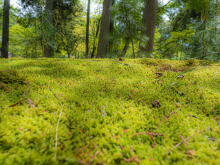 光が差し込む森
