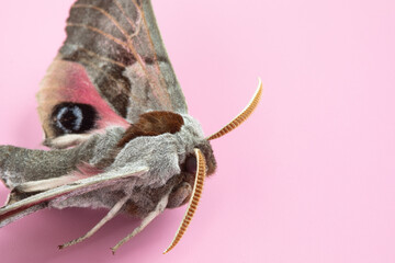 Closeup of a Polyphemus moth